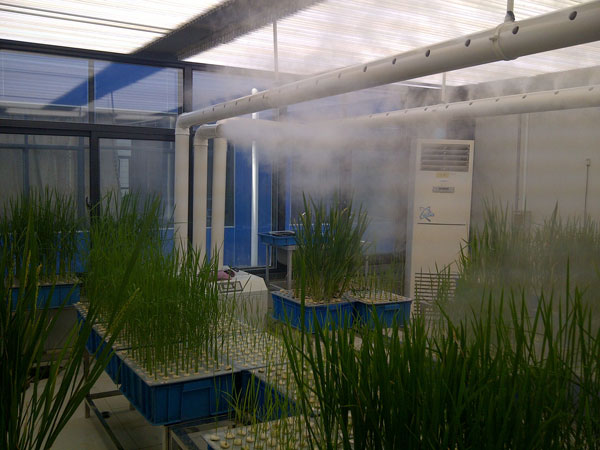 實(shí)驗(yàn)室培養(yǎng) 實(shí)驗(yàn)室培養(yǎng)